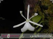 : Epidendrum dichaeoides